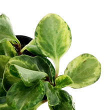 Load image into Gallery viewer, Peperomia, 4in, Obtusifolia Marble