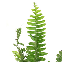 Load image into Gallery viewer, Fern, 6.5in Hanging Basket, Boston True Massii