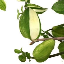 Load image into Gallery viewer, Tradescantia, 6.5in Hanging Basket, Yellow