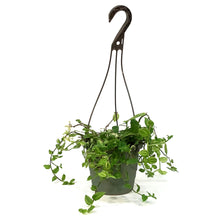 Load image into Gallery viewer, Tradescantia, 6.5in Hanging Basket, Yellow