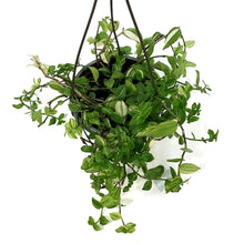 Load image into Gallery viewer, Tradescantia, 6.5in Hanging Basket, Yellow