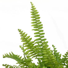 Load image into Gallery viewer, Hanging Basket, 10in, Boston Fern