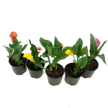 Load image into Gallery viewer, Annual, 1gal, Calla, Assorted