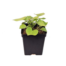 Load image into Gallery viewer, Ipomoea, 5in, Makatea