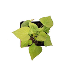 Load image into Gallery viewer, Ipomoea, 5in, Makatea