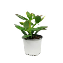 Load image into Gallery viewer, Succulent, 3.5in, Crassula New Sunset