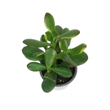 Load image into Gallery viewer, Succulent, 3.5in, Crassula New Sunset