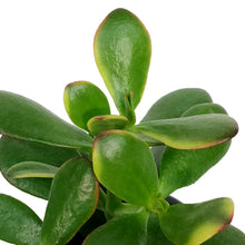 Load image into Gallery viewer, Succulent, 3.5in, Crassula New Sunset