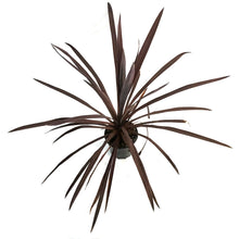 Load image into Gallery viewer, Annual, 1gal, Potted, Cordyline