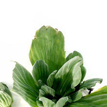 Load image into Gallery viewer, Water Lettuce, Bulk