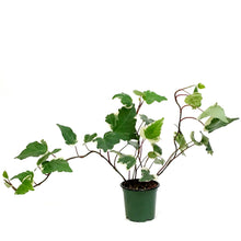 Load image into Gallery viewer, Ivy, 4in, Marengo