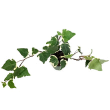Load image into Gallery viewer, Ivy, 4in, Marengo