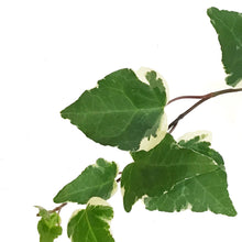 Load image into Gallery viewer, Ivy, 4in, Marengo