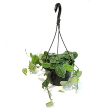 Load image into Gallery viewer, Scindapsus, 8in HB,