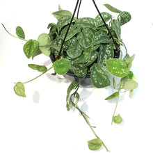 Load image into Gallery viewer, Scindapsus, 8in HB,