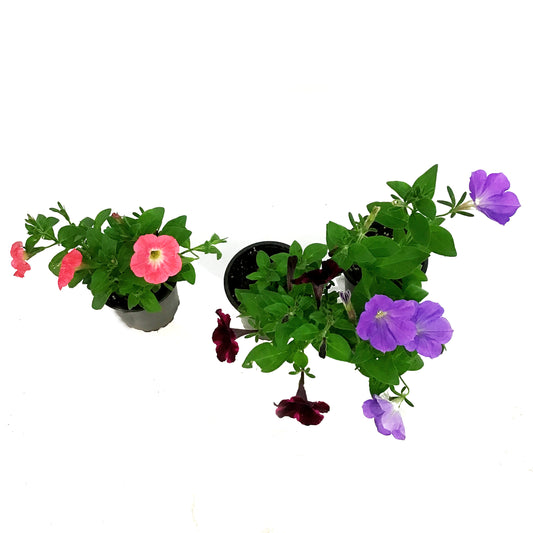 Annual, 4in, Petunia