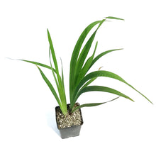 Load image into Gallery viewer, Iris, 5in, Blue Water Versicolor