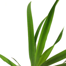 Load image into Gallery viewer, Iris, 5in, Blue Water Versicolor