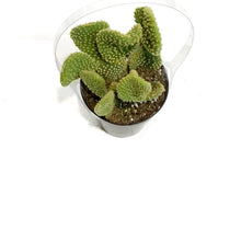Load image into Gallery viewer, Cactus, 9cm, Opuntia microdasys monstrose