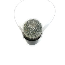 Load image into Gallery viewer, Cactus, 2.5in, Mammillaria Hahniana 'Old Lady'