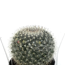 Load image into Gallery viewer, Cactus, 2.5in, Mammillaria Hahniana 'Old Lady'