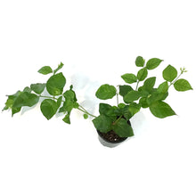 Load image into Gallery viewer, Jasmine, 4in, Arabian