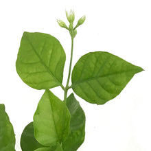 Load image into Gallery viewer, Jasmine, 4in, Arabian