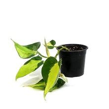 Load image into Gallery viewer, Philodendron, 4in, Brasil
