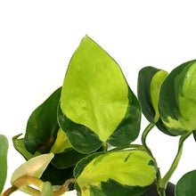Load image into Gallery viewer, Philodendron, 4in, Brasil