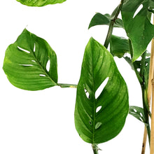 Load image into Gallery viewer, Monstera, 6in, Esqueleto