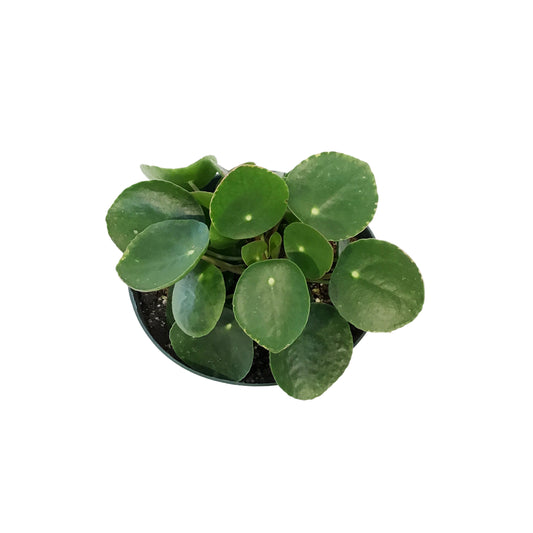 Pilea, 6in, Peperomioides