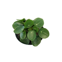 Load image into Gallery viewer, Pilea, 6in, Peperomioides