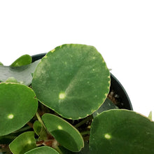 Load image into Gallery viewer, Pilea, 6in, Peperomioides