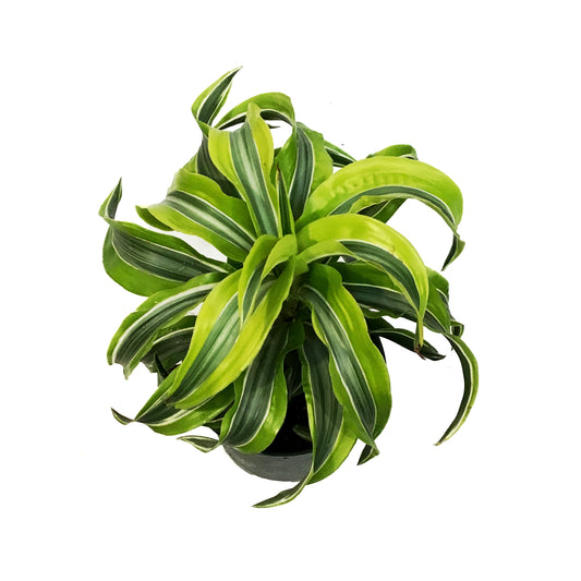 Dracaena, 6in, Lemon Lime