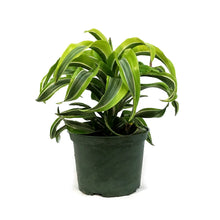 Load image into Gallery viewer, Dracaena, 6in, Lemon Lime