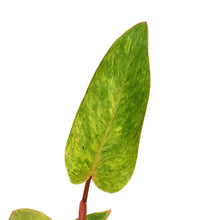 Load image into Gallery viewer, Philodendron, 4in, Painted Lady