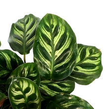 Load image into Gallery viewer, Calathea, 4in, Makoyana
