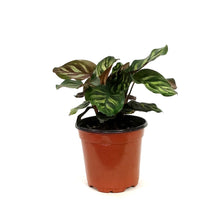 Load image into Gallery viewer, Calathea, 4in, Makoyana