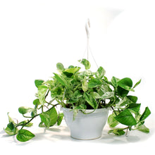 Load image into Gallery viewer, Pothos, 7.5in, Marble Queen