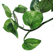 Load image into Gallery viewer, Pothos, 7.5in, Marble Queen