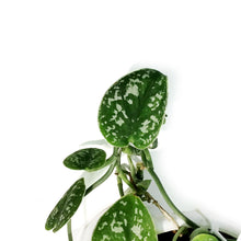 Load image into Gallery viewer, Scindapsus, 7.5in HB, Argyraeus