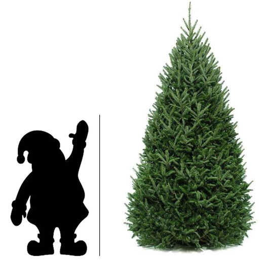 Christmas Tree, 9-10ft, Balsam Fir