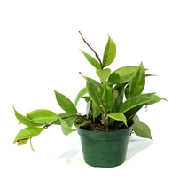 Load image into Gallery viewer, Hoya, 4in, Sunrise