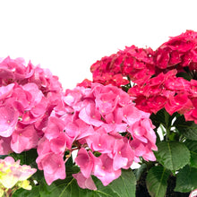 Load image into Gallery viewer, Planter, 6in, Hydrangea, Assorted