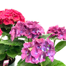Load image into Gallery viewer, Planter, 6in, Hydrangea, Assorted