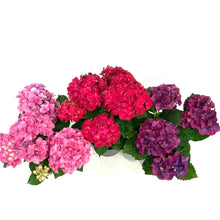 Load image into Gallery viewer, Planter, 6in, Hydrangea, Assorted