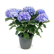 Load image into Gallery viewer, Planter, 10in, Hydrangea, Assorted