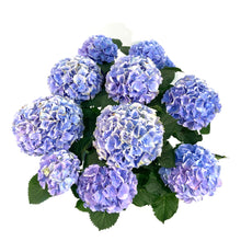 Load image into Gallery viewer, Planter, 10in, Hydrangea, Assorted