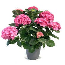 Load image into Gallery viewer, Planter, 10in, Hydrangea, Assorted