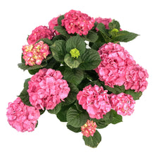 Load image into Gallery viewer, Planter, 10in, Hydrangea, Assorted